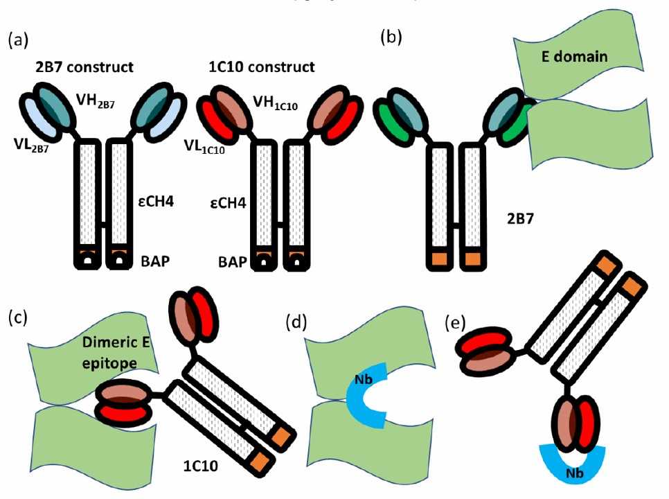 Fig. 1 Representation of the biological material used for anti-idiotypic selection. (Monica Poggianella, 2023)