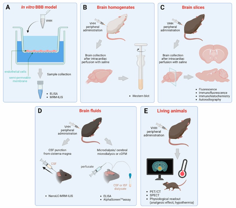 Fig. 1 A schematic representation of the methods previously reported to detect and quantify the passage of the BBB of single-domain antibodies. (Mireille Elodie Tsitokana, 2023)