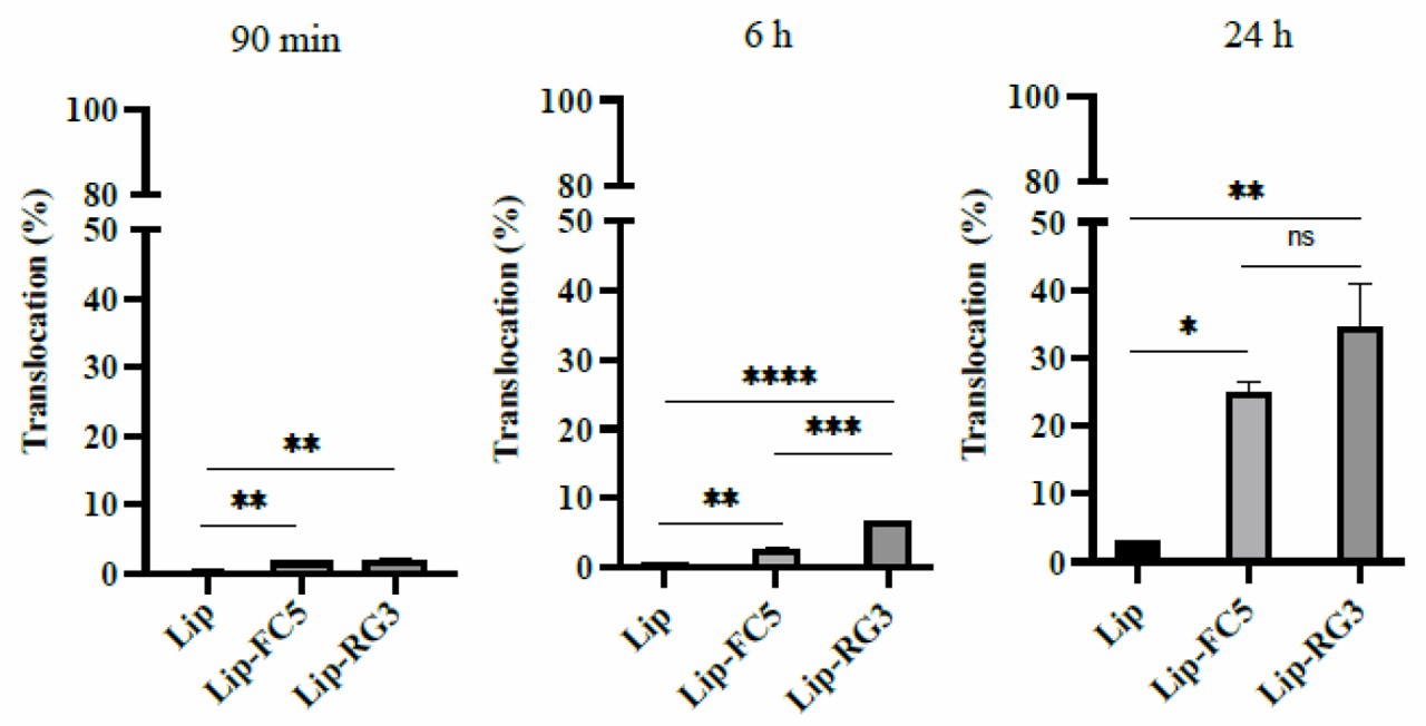 Fig. 2 Translocation of sdAbs functionalized liposomes in the in vitro BEB model. (Sandra Isabel Aguiar, 2021)