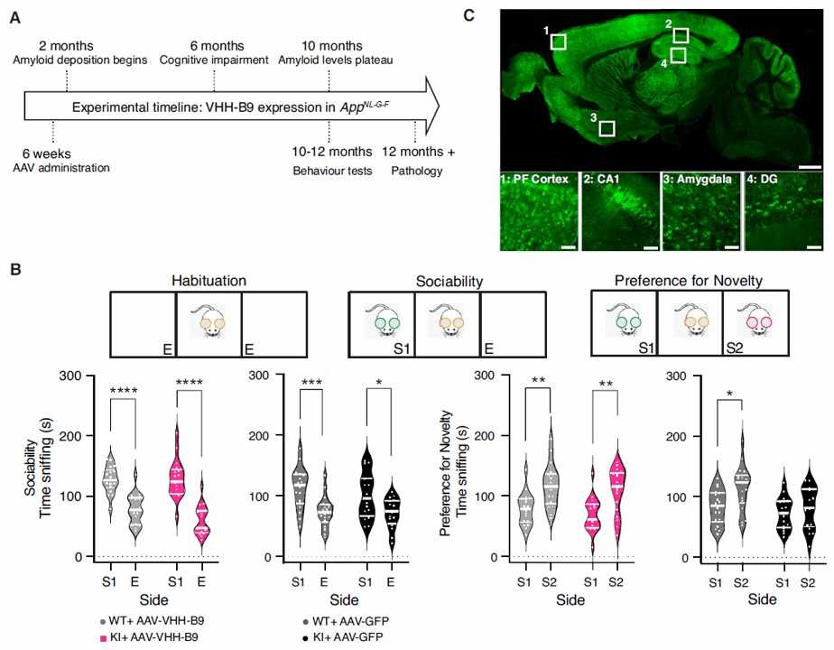 Fig. 3 Long-term BACE1 inhibition after AAV-VHH-B9 delivery reduces cognitive deficits in AppNL-G-F mice. (Marika Marino, 2022)