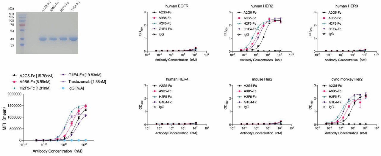 The identification of affinity maturated single domain antibodies against HER2.