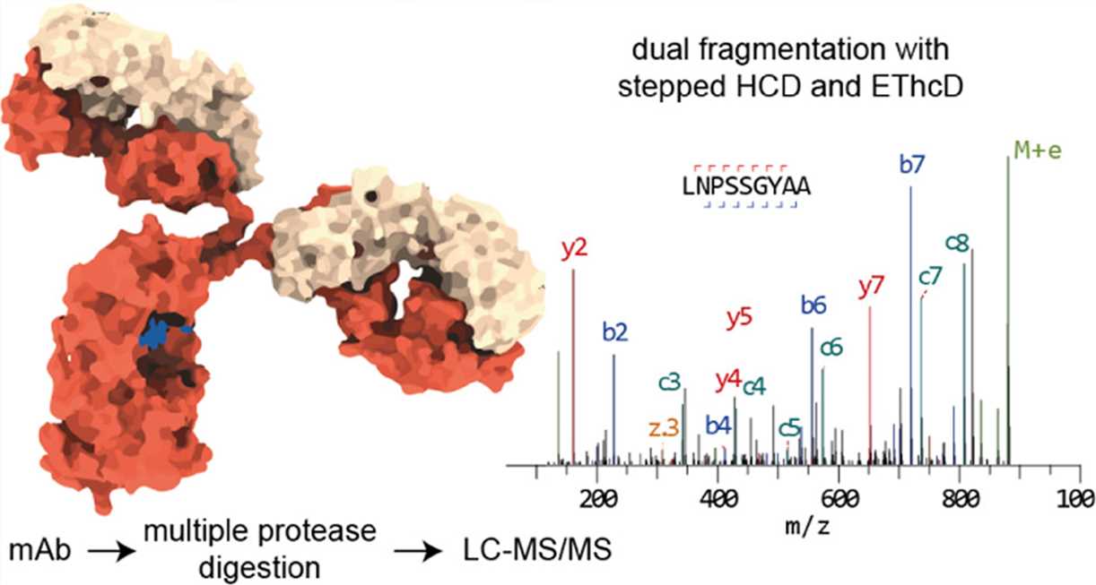 Fig. 3 De novo protein sequencing of monoclonal antibodies. (Weiwei Peng, 2021)