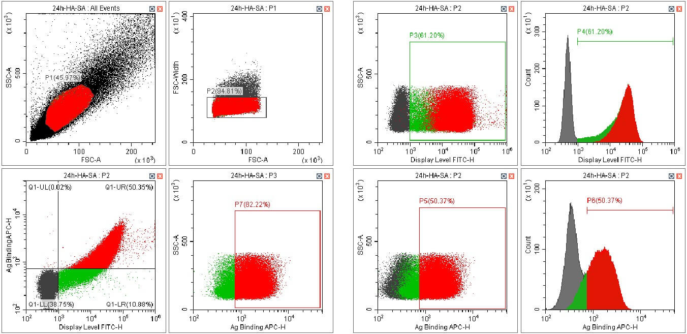 Fig. 2 A FC result of yeast surface display and antigen binding test. (Creative Biolabs Original)