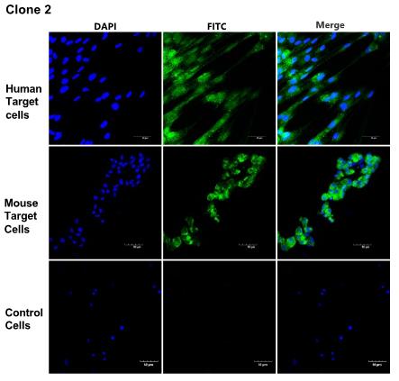 Fig. 2 A FACS data indicates an internalization antibody discovered from a premade phage display human antibody library was observed to internalize into both human and mouse target cells specifically. (Creative Biolabs Original)