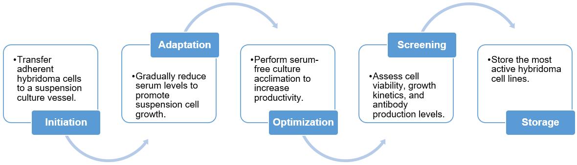 Fig.1 The process of hybridoma suspension domestication. (Creative Biolabs Original)