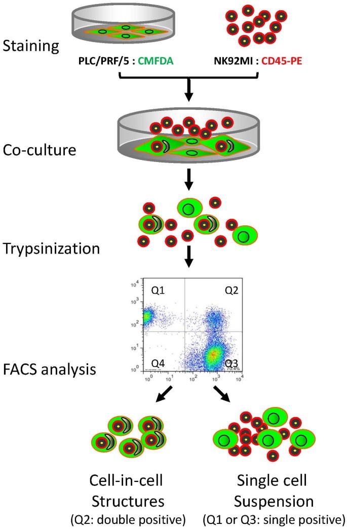 Fig.1 FACS screening. (He, Meifang, et al., 2015)