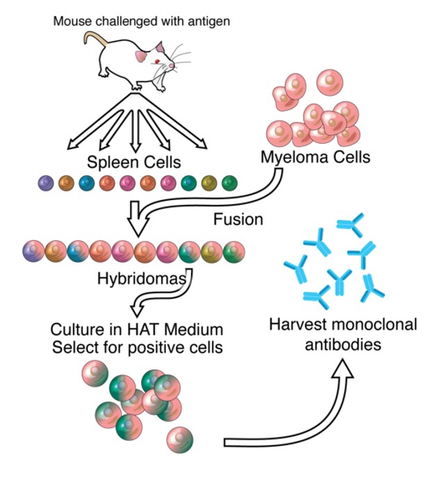 A typical workflow of hybridoma technology. (From Wikipedia, By Adenosine, CC BY-SA 3.0, https://commons.wikimedia.org/wiki/File:Monoclonals.png.)