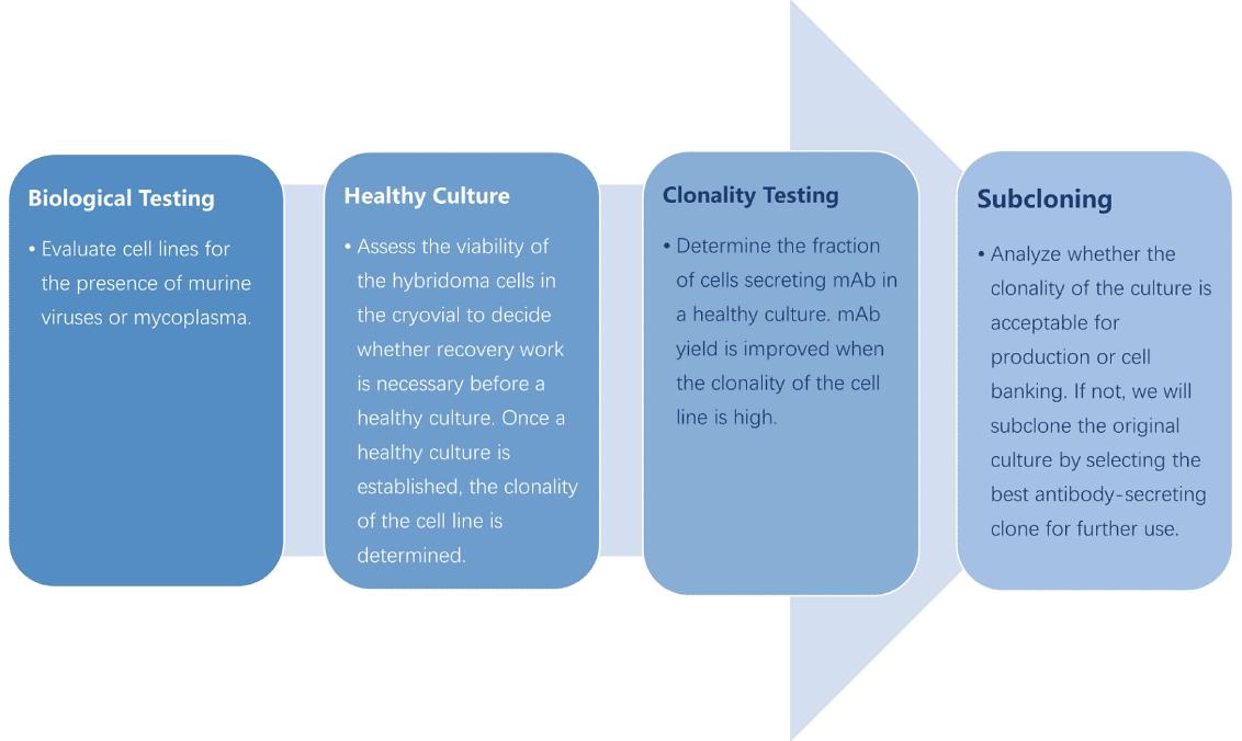 Workflow of hybridoma cell line optimization. (Creative Biolabs Original)