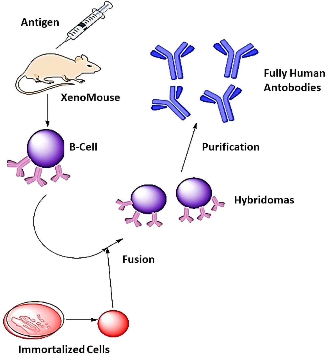 Fig. 1 Hybridoma process schematic diagram. (Fatima, et al., 2021)