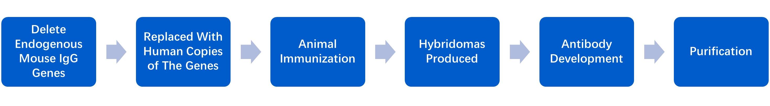 Fig. 2 Workflow of hybridoma generation in gene-inactivated mice. (Creative Biolabs Original)