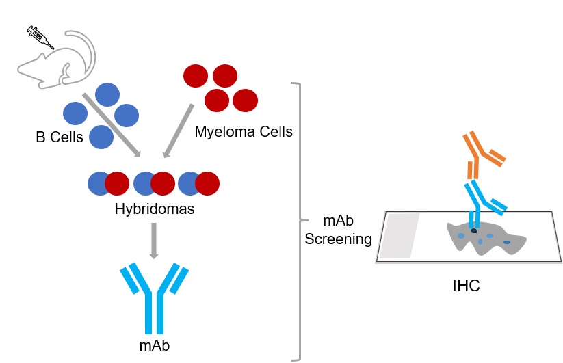 Fig. 1 IHC-positive hybridoma screening. (Creative Biolabs Original)