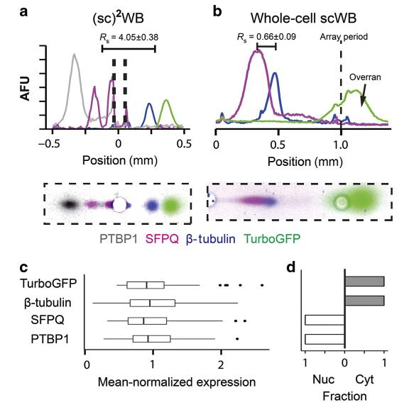 Fig.1 Detection of spliceosome protein by WB. (Yamauchi & Herr, 2017)