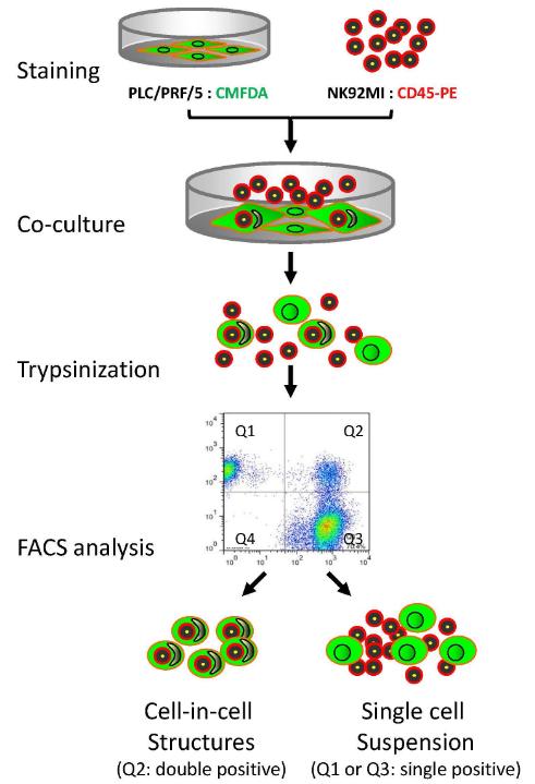 Fig.1 Outline of FACS procedures. (He, et al., 2015)