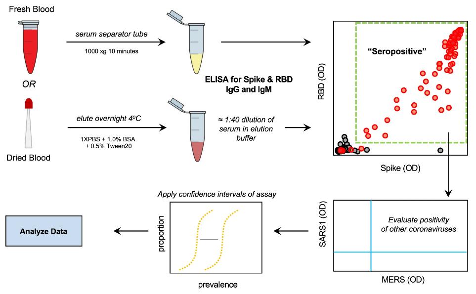 Fig.1 Serum testing outline. (Klumpp-Thomas, et al., 2021)