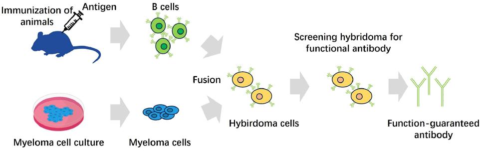 Fig.2 Workflow. (Creative Biolabs Original)