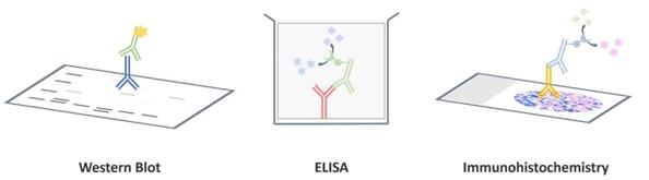 Fig. 1 Common applications of antibodies. (Creative Biolabs Original)