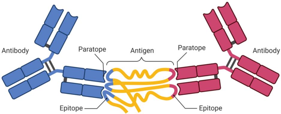 Fig.1 Antigen epitope recognition by antibodies paratopes. (Bukhari, et al., 2022)