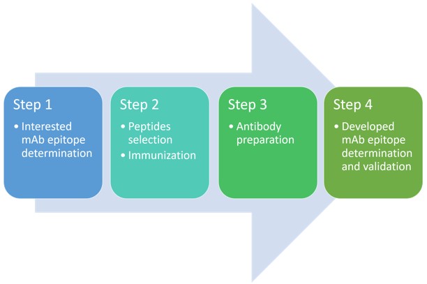 Fig.2 The process of precision antibody replication. (Creative Biolabs Original)