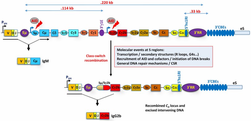 Fig.1 Procedure for mouse IgH locus rearrangement. (Dauba and Ahmed, 2021)