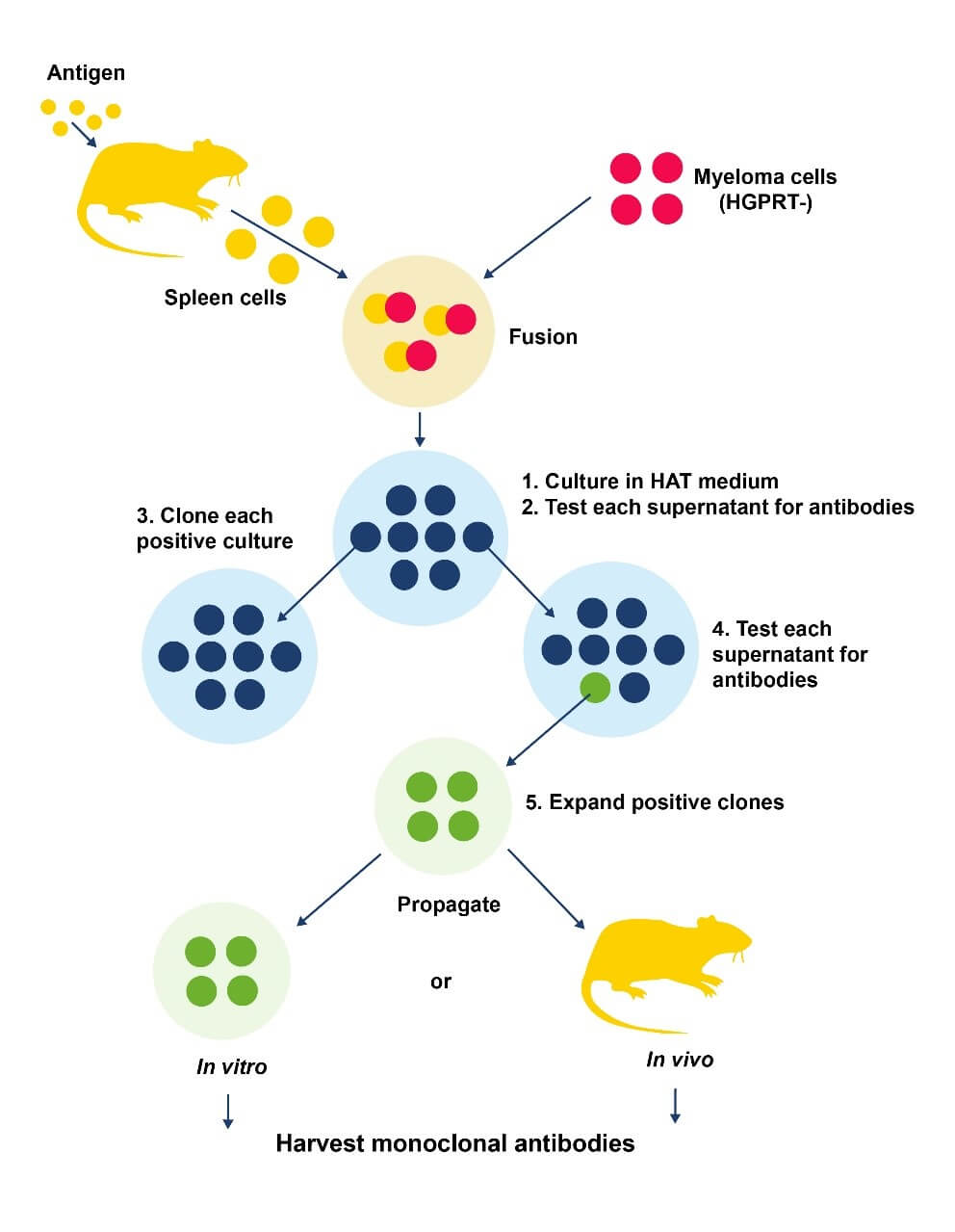 Fig.1 Hybridoma technology. (Creative Biolabs Original)