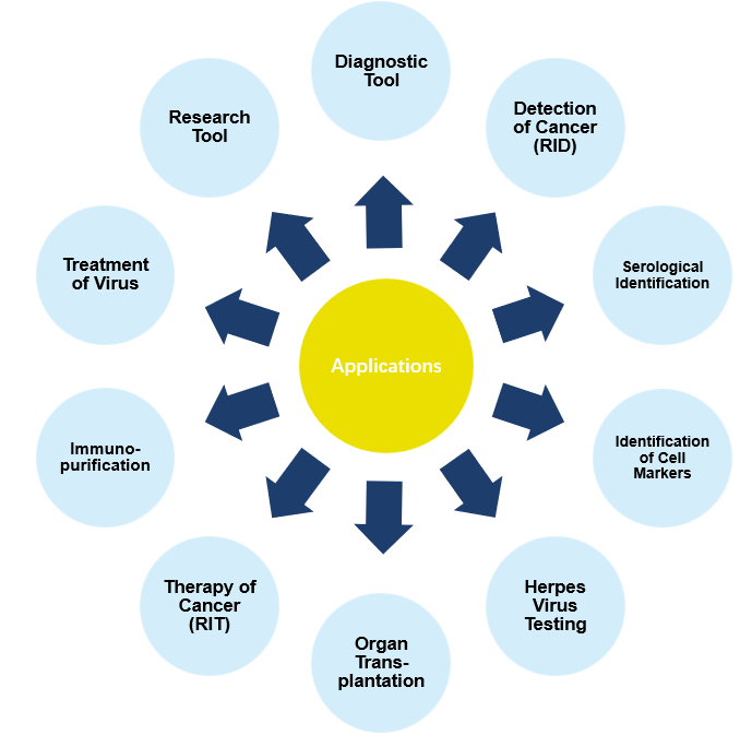 Fig.2 Applications of our hybridoma services. (Creative Biolabs Original)