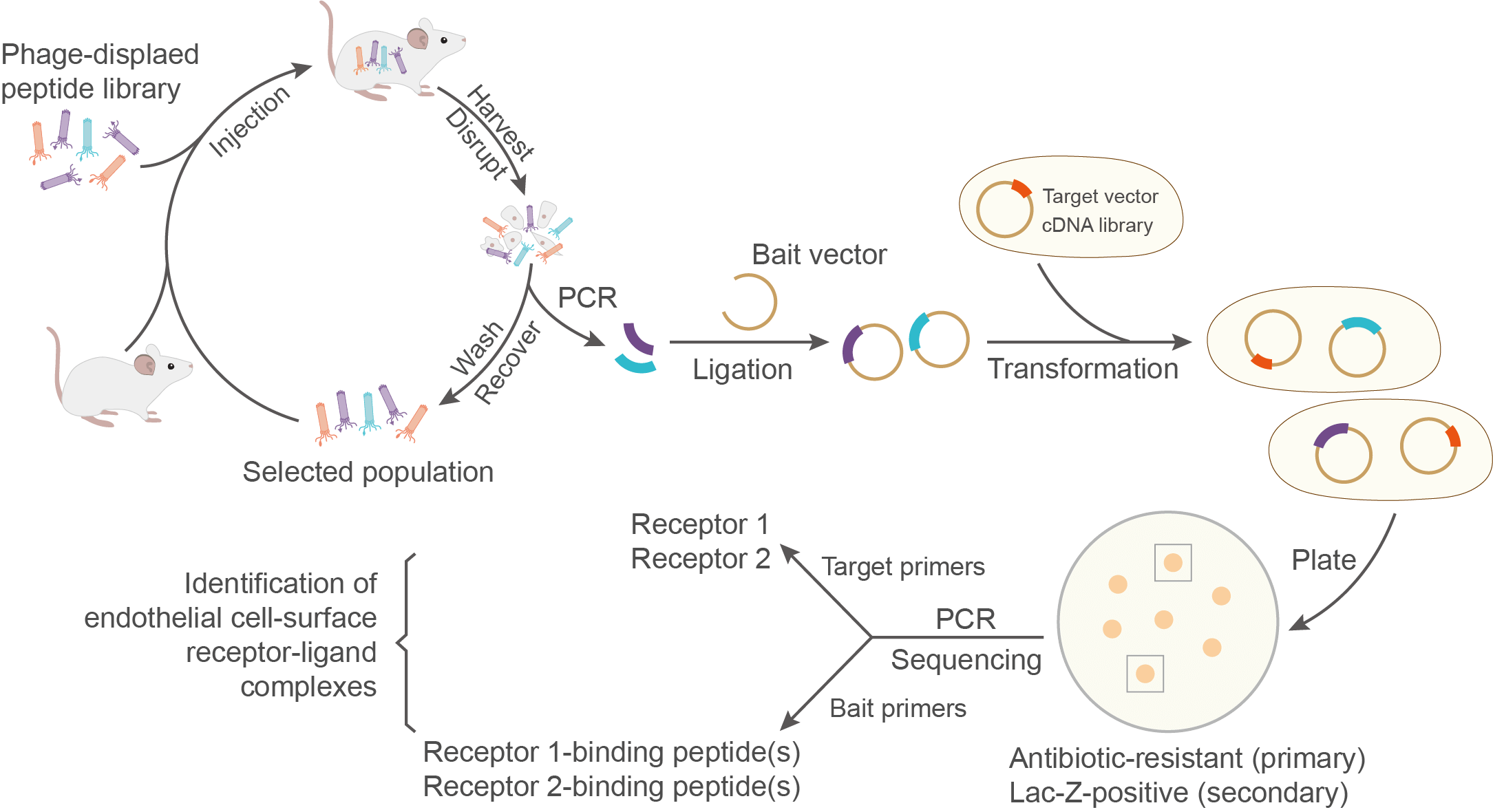 Phage biopanning in vivo. (Creative Biolabs Original)