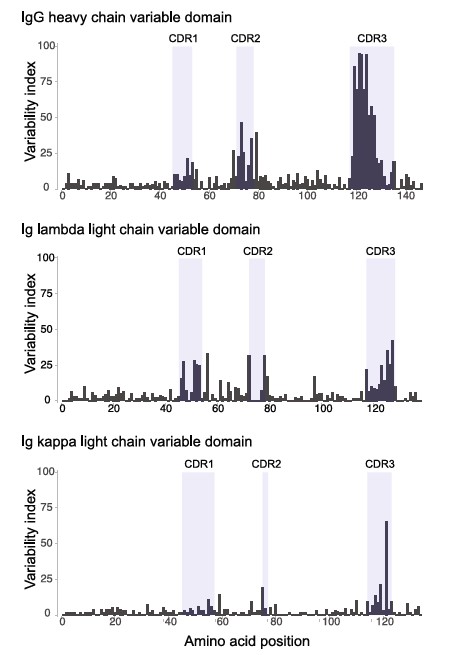 Fig.1 Variability plot of feline IgG heavy chain, Ig lambda, and Ig kappa domains.