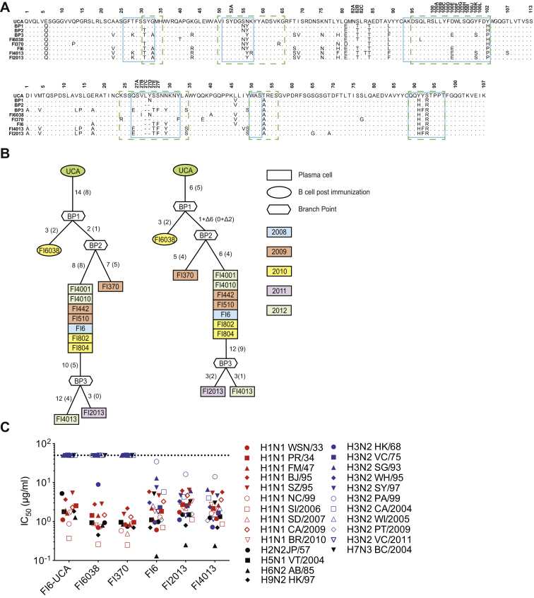 Affinity Maturation Pathway for FI6 Lineage Mutated Antibodies.