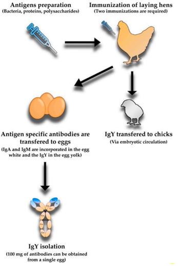 Fig. 1 A workflow of polyclonal antibody discovery, which includes antigen preparation, immunization, and purification. (Seixas, et al., 2022)