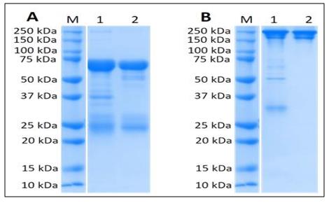 Fig. 5 An electrophoresis analysis to ensure the polyclonal antibodies have been purified successfully. (Creative Biolabs Original)