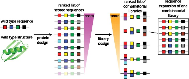 Fig. 1 A concept map of sequence design step of scaffold library construction. (Allen, et al., 2010)