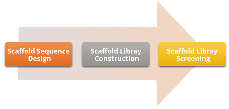 Fig. 2 A workflow of Creative Biolabs’ scaffold discovery process, including sequence design, library construction and library screening. (Creative Biolabs Original)