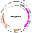 Fig. 3 Plasmid design for scaffold library construction. (Creative Biolabs Original)