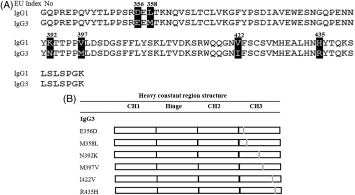 The Engineering of Human IgG3 Antibody to Reduce Aggregation