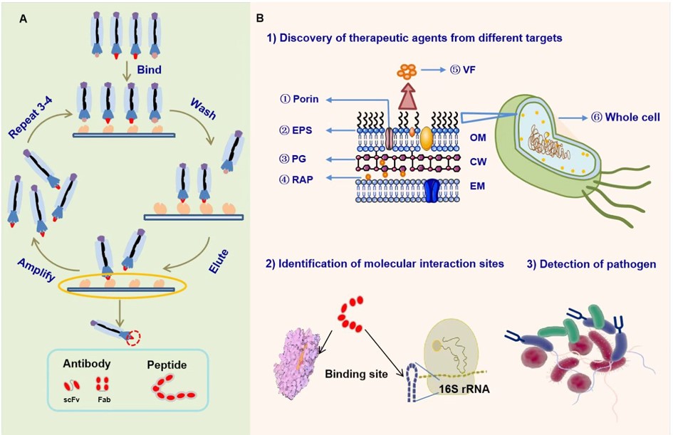 Fig.1 The overview of phage display technology.