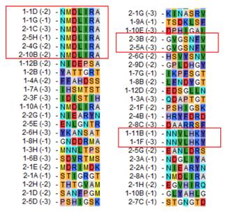 Fig. 2 A peptide sequencing data supports a successful project to select cyclic heptapeptide libraries. (Creative Biolabs Original)