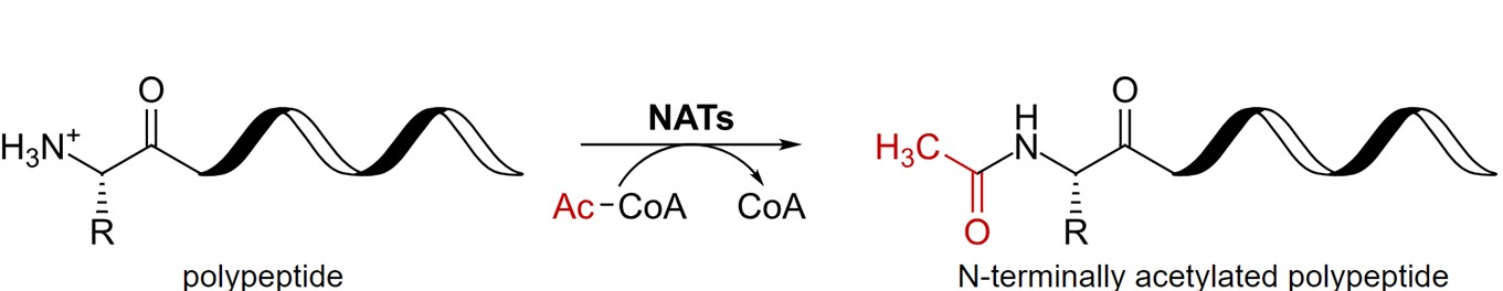 N-terminal acetylation of proteins (CC0, https://en.wikipedia.org/wiki/Protein_acetylation)