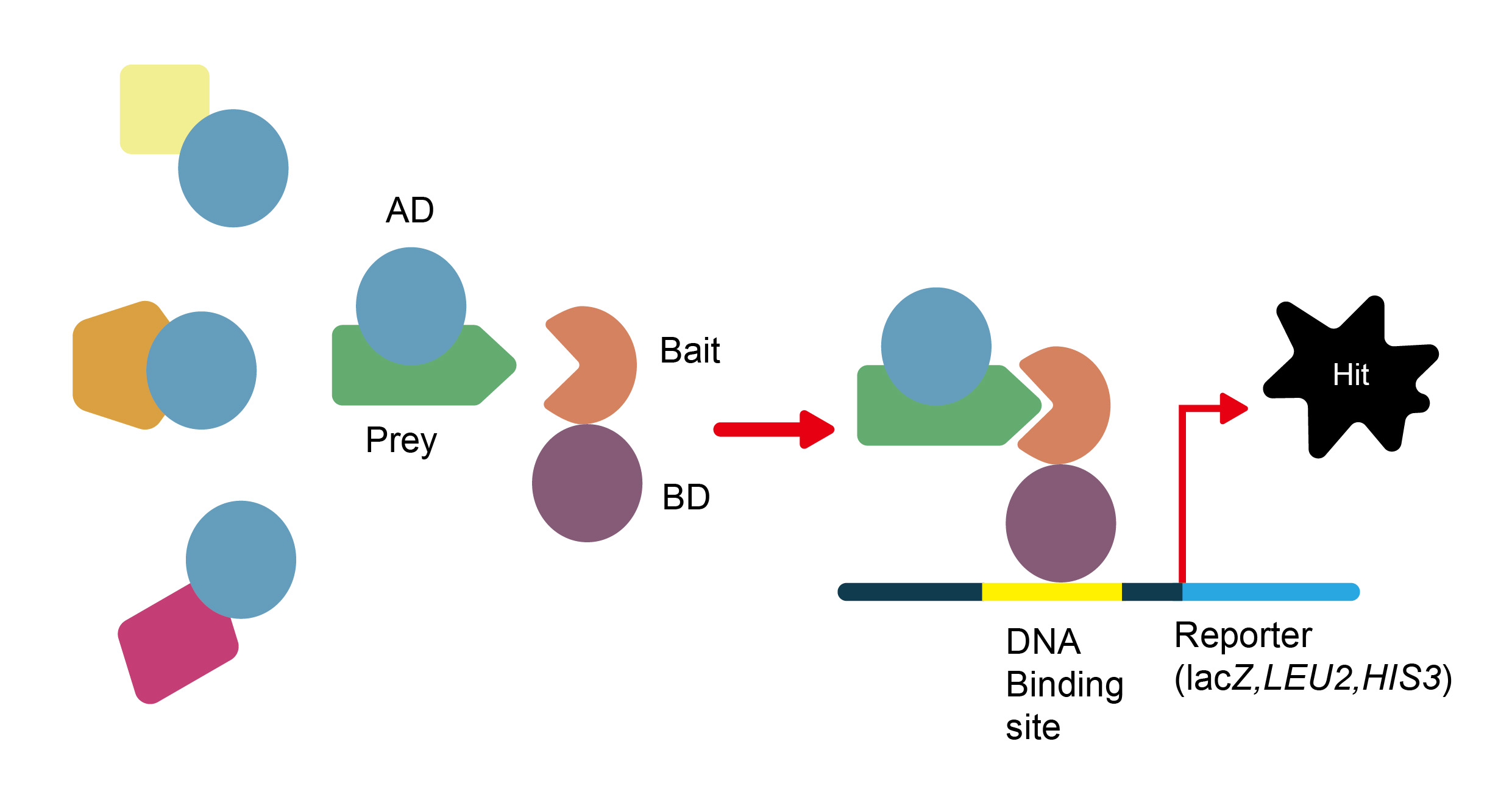 Fig. 1 This figure describe a concept of yeast two-hybrid method. (Creative Biolabs Original)