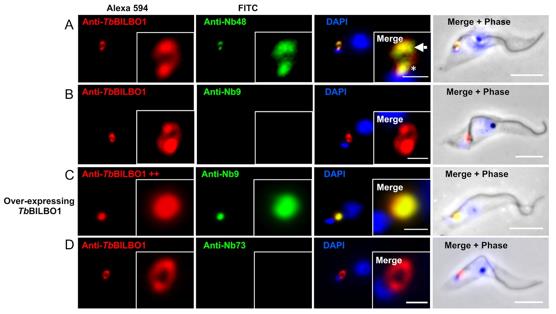 Fig. 2 A IF data shows sdAb-based intrabodies targeting BILBO1 for detection use. (Broster, et al., 2021)