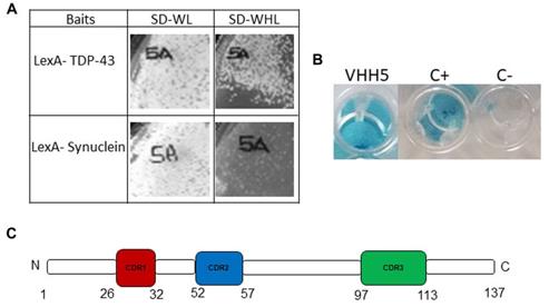 Fig. 3 VHH targeting TDP-43. (Gilodi, et al., 2021)