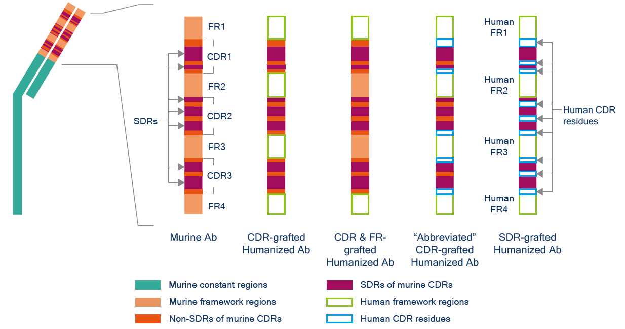 Different humanization degree antibodies. (Creative Biolabs Original)