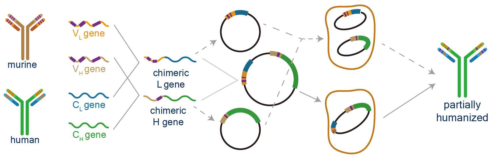 CDR grafting and SDR grafting in antibody humanization. (Creative Biolabs Original)