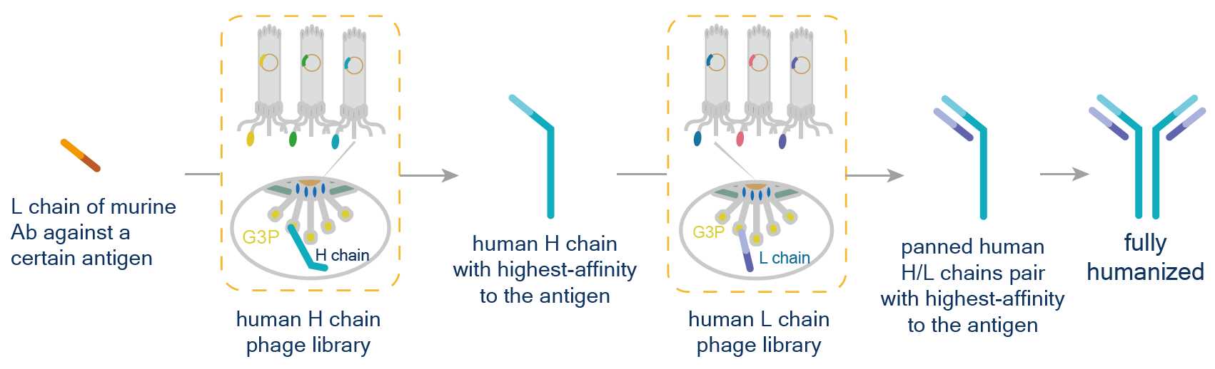 Chain shuffling in antibody humanization. (Creative Biolabs Original)