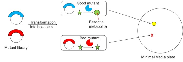 Fig.1 Diagram of the mutant library. (Nirantar, Saurabh Rajendra, 2021)