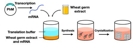 Fig.2 Schematic illustration of protein crystallization. (Abe, Satoshi, et al, 2022)