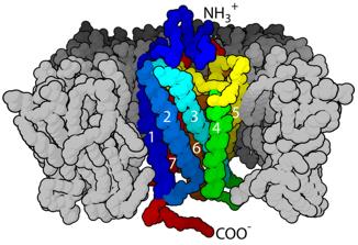 G-protein-coupled receptors (Wikipedia, https://commons.wikimedia.org/wiki/File:PDB_1hzx_7TM_Sketch_Membrane.png)