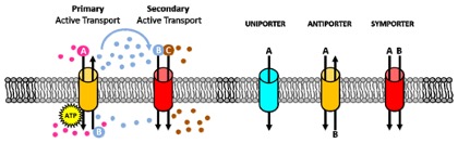 Transporters represent a large membrane protein family. (Almasi, Shekoufeh, and Yassine, 2020)