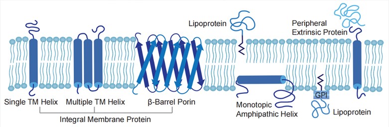 Membrane Protein (Creative Biolabs Original)