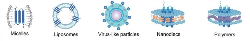 Membrane Protein Solubilization. (Creative Biolabs Original)