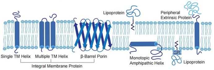 Membrane Protein (Creative Biolabs Original)